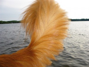 Golden dog tail