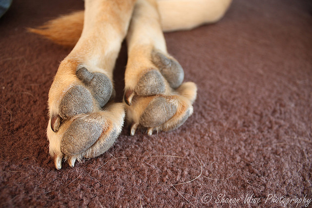 Dog paws by shanon wise